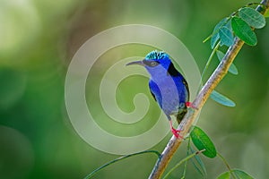 Red-legged Honeycreeper - Cyanerpes cyaneus small songbird species in the tanager family Thraupidae