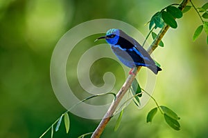 Red-legged Honeycreeper - Cyanerpes cyaneus small songbird species in the tanager family Thraupidae