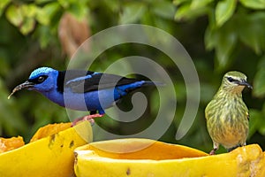 The red-legged honeycreeper Cyanerpes cyaneus is a small songbird species in the tanager family Thraupidae.