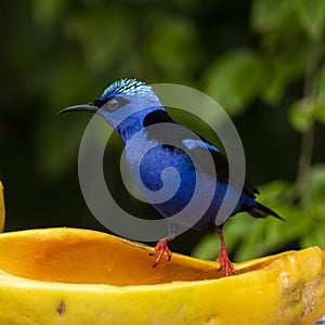 The red-legged honeycreeper Cyanerpes cyaneus is a small songbird species in the tanager family Thraupidae.