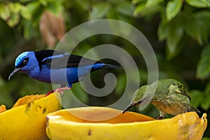 The red-legged honeycreeper Cyanerpes cyaneus is a small songbird species in the tanager family Thraupidae.