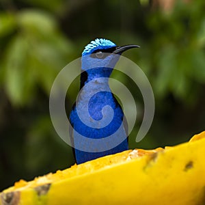 The red-legged honeycreeper Cyanerpes cyaneus is a small songbird species in the tanager family Thraupidae.