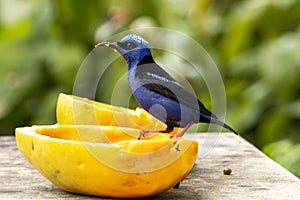 The red-legged honeycreeper Cyanerpes cyaneus is a small songbird species in the tanager family Thraupidae.