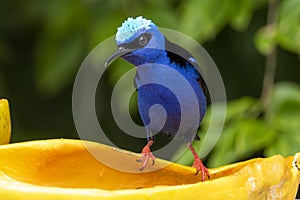 The red-legged honeycreeper Cyanerpes cyaneus is a small songbird species in the tanager family Thraupidae.