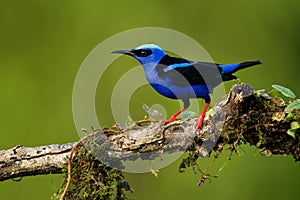 Red-legged Honeycreeper - Cyanerpes cyaneus  small songbird species in the tanager family Thraupidae,in the tropical New World