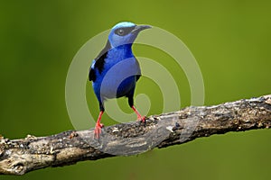 Red-legged Honeycreeper - Cyanerpes cyaneus  small songbird species in the tanager family Thraupidae,in the tropical New World