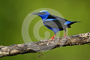 Red-legged Honeycreeper - Cyanerpes cyaneus  small songbird species in the tanager family Thraupidae,in the tropical New World