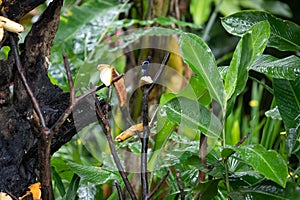 The red-legged honeycreeper Cyanerpes cyaneus songbird
