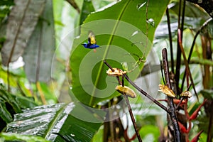 The red-legged honeycreeper Cyanerpes cyaneus songbird