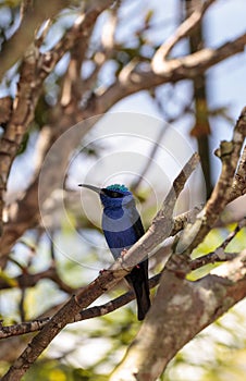 Red-legged honeycreeper Cyanerpes cyaneus tanager bird