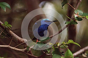 Red-legged honeycreeper Cyanerpes cyaneus tanager bird