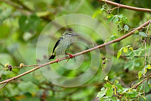 Red-legged honeycreeper female - Cyanerpes cyaneus. Refugio de Vida Silvestre Cano Negro, Wildlife and bird watching in Costa Rica