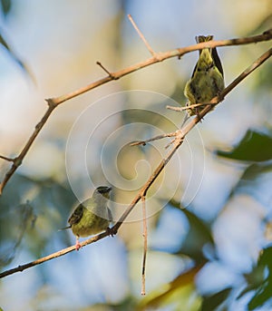 Red-legged Honeycreeper females