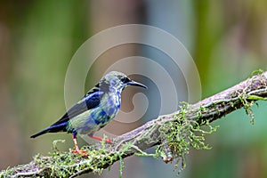 Red-legged honeycreeper Juvenile , Cyanerpes cyaneus, La Fortuna, Volcano Arenal, Costa Rica Wildlife