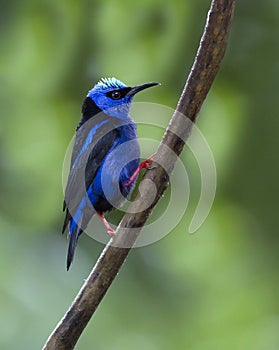 Red-legged Honeycreeper, Male Cyanerpes cyaneus