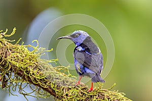 Red-legged honeycreeper male, Cyanerpes cyaneus, La Fortuna, Volcano Arenal, Costa Rica Wildlife