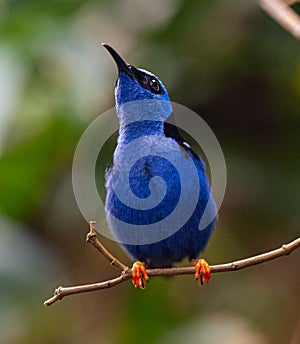 Red-legged Honeycreeper male Cyanerpes cyaneus perched on a branch