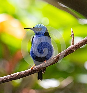 Red-legged Honeycreeper male Cyanerpes cyaneus perched on a branch