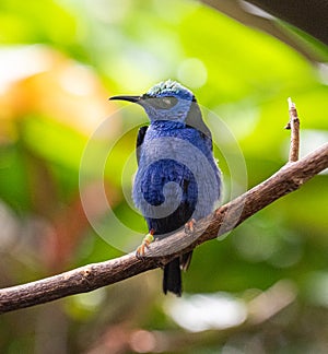 Red-legged Honeycreeper male Cyanerpes cyaneus perched on a branch