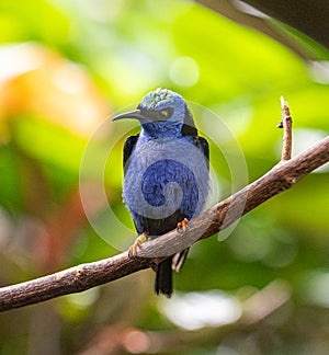 Red-legged Honeycreeper male Cyanerpes cyaneus perched on a branch