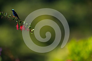 A red legged honeycreeper perched on a branch