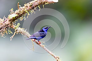 Red Legged Honeycreeper perched on a branch