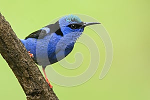 Red-legged Honeycreeper portrait