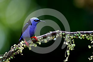 A Red-legged honeycreeper in the rainforest