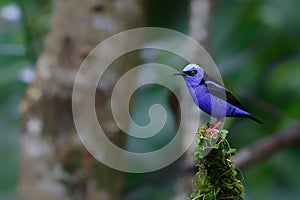 Red-legged honeycreeper in the rainforest in Costa Rica with a dark background and copy spa