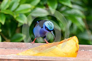The red-legged honeycreeper) is a small songbird species in the tanager family.