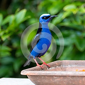 The red-legged honeycreeper) is a small songbird species in the tanager family.