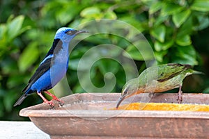 The red-legged honeycreeper) is a small songbird species in the tanager family.