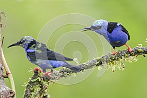 Red-legged honeycreepers (Cyanerpes cyaneus)