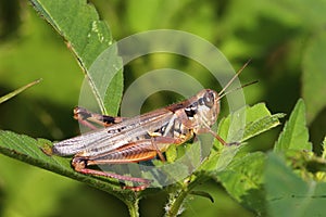 Red-legged Locust 709052