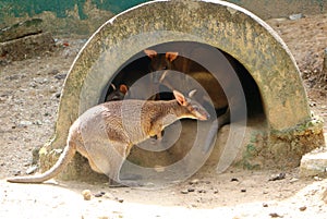 The red-legged pademelon Thylogale stigmatica is a species of small macropod.