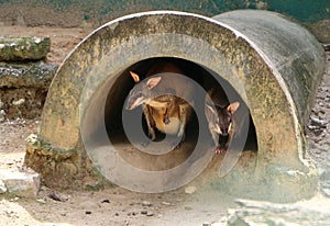 The red-legged pademelon Thylogale stigmatica is a species of small macropod.