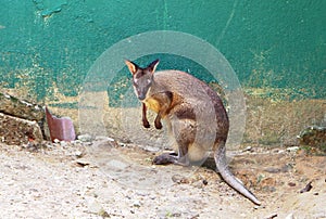 The red-legged pademelon Thylogale stigmatica is a species of small macropod.