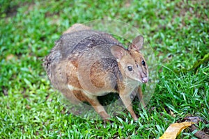 Red legged pademelon wallaby photo