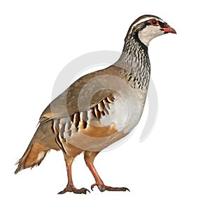 Red-legged Partridge photo