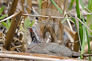 Red-legged partridge Alectoris rufa.