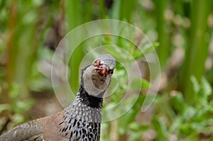 Red-legged partridge Alectoris rufa.