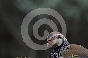 Red-legged partridge Alectoris rufa.