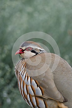 Red-legged partridge Alectoris rufa.