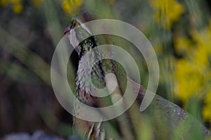 Red-legged partridge Alectoris rufa.