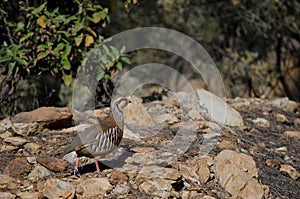 Red-legged partridge Alectoris rufa.