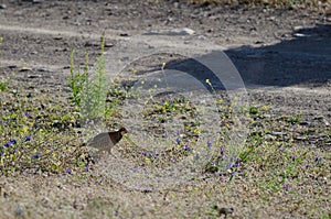 Red-legged partridge Alectoris rufa.