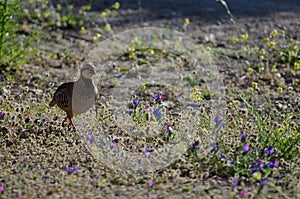 Red-legged partridge Alectoris rufa.