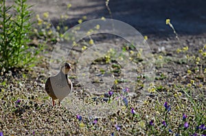 Red-legged partridge Alectoris rufa.