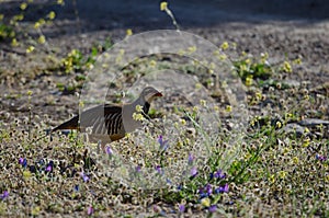 Red-legged partridge Alectoris rufa.