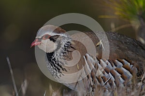 Red-legged partridge Alectoris rufa.